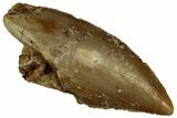 Serrated Raptor Tooth - Real Dinosaur Tooth #300899-1